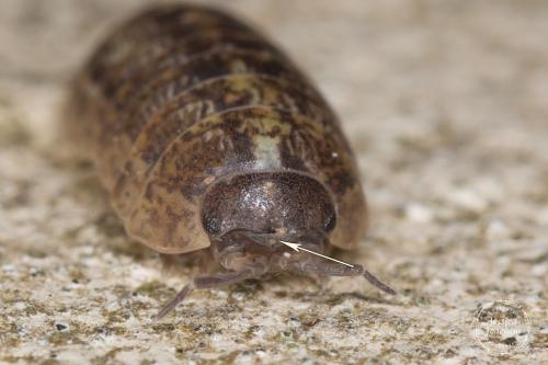 Armadillidium vulgare